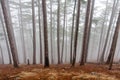 Misty forest