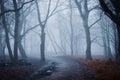 Misty forest landscape scene and muddy path Royalty Free Stock Photo