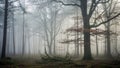 Misty forest landscape with tall leafless trees creating a dense canopy Royalty Free Stock Photo