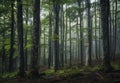 Misty Forest with Lush Green Undergrowth