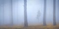 Misty forest Royalty Free Stock Photo