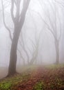 Misty forest Royalty Free Stock Photo