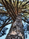 Wood texture Royalty Free Stock Photo