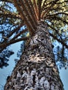 Wood texture Royalty Free Stock Photo