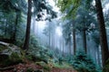 Misty Forest Path with Evergreen Trees and Rocks Royalty Free Stock Photo