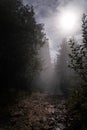 Misty forest path illuminated by soft sunlight during early morning hours Royalty Free Stock Photo