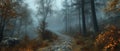 A misty forest path leading into the unknown Royalty Free Stock Photo