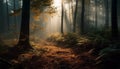 Misty forest path leads to autumn mystery generated by AI