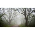 A misty forest path is lined with tall leafless trees their branches Royalty Free Stock Photo