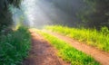 Misty forest path with sunbeams Royalty Free Stock Photo