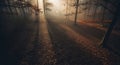 Misty Forest Pathway Royalty Free Stock Photo