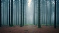 Misty Forest Photo By Akos Major: Captivating Naturalistic Beauty Royalty Free Stock Photo