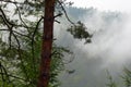 Misty forest in rainy day.