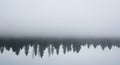 Misty Forest Reflection: Abstract Pine Tree Silhouettes in Fog Royalty Free Stock Photo