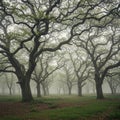 Misty forest scene with a dense array of tall, leafless trees creating a web-like pattern Royalty Free Stock Photo