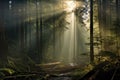 misty forest scene with sun rays breaking through