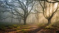 A misty forest scene with tall leafless trees creating a canopy overhead Royalty Free Stock Photo