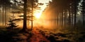 Misty forest with sun rising in distance representing beauty of new day, concept of Renewal of Nature, created with