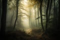 Misty forest with sunlight beaming through the trees in a hauntingly beautiful way