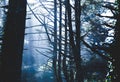 Misty forest sunlight Royalty Free Stock Photo