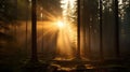 Misty Forest: Sunlit Pines In Amber And Bronze