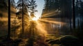 Misty Forest Sunrise: Capturing The Golden Light Through Zeiss Distagon T 15mm
