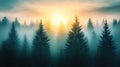 Misty forest sunrise with evergreen trees Royalty Free Stock Photo