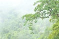 Misty forest, Thailand