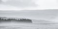 Misty forest - thick mist over pine forest in Scotland