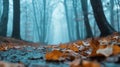 a misty forest trail covered with fallen autumn Royalty Free Stock Photo