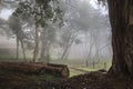 Misty forest - Zomba