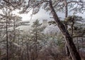 Misty frozen pine trees landscape Wienerwald Baden Austria Royalty Free Stock Photo