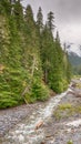 Misty Fryingpan Creek, Mount Rainier National Park, WA Royalty Free Stock Photo
