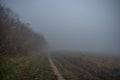 Misty gloomy autumn morning in the field