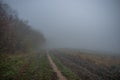 Misty gloomy autumn morning in the field