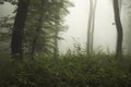 Misty green woods with spooky fog Royalty Free Stock Photo