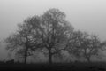 Misty grey trio of trees on a gloomy winter day