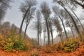 Misty haze in the autumn forest