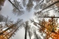 Misty haze in a beech forest in autumn Royalty Free Stock Photo