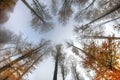 Misty haze in a beech forest in autumn Royalty Free Stock Photo