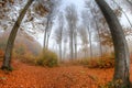 Misty haze in a beech forest in autumn - fish eye lens