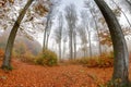 Misty haze in a beech forest in autumn