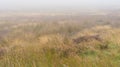 Misty heather moorland in Northumberland UK