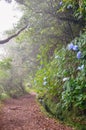 Misty hiking path in the forest during Levada do Caldeirao Verde Trail, Madeira island, Portugal. Hydrangea, hortensia flowers.