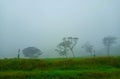 Misty humid zone forest