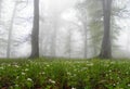 Misty Hyrcanian forest with spring flower on ground Royalty Free Stock Photo