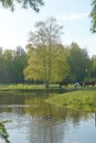 Herd of horses grazing in green pasture under green birch tree by blue pond Royalty Free Stock Photo