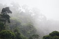 Misty jungle forest