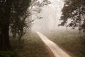 Misty jungle path Royalty Free Stock Photo