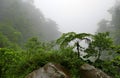 misty jungle photo, trek in tropical rainfall, in the cloud